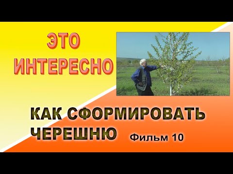 Видео: Как сформировать черешню. Фильм10.