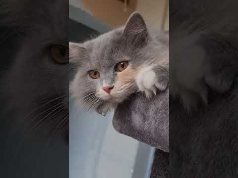 Видео: Гром гремит#cat #cute #красиваякошка 