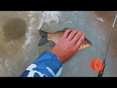 Видео: НАШЛИ КРУПНОГО КАРАСЯ В КОРЯЖНИКЕ  Загибает кивок и трещит леска  Весенняя рыбалка