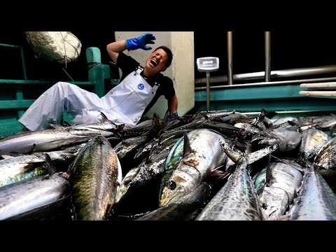 Видео: На рыбалке произошел крупный инцидент. Запущен spanish mackerel лес.