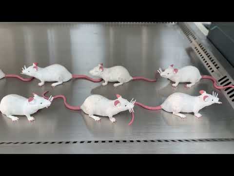 Видео: «Актуальные проблемы болезней, общих для человекаи животных» 24-25 апреля 2024, г. Ставрополь