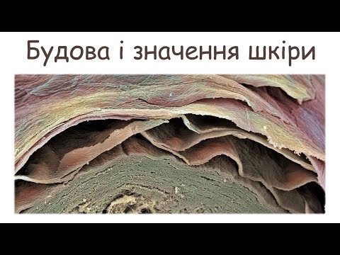 Видео: Значення і будова шкіри. Терморегуляція.