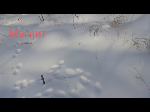 Видео: Пахучие приманки для хищника (часть 2).