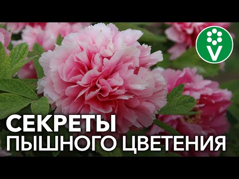 Видео: Сделайте так ПЕРЕД ЦВЕТЕНИЕМ ПИОНОВ для невероятно крупных цветов!