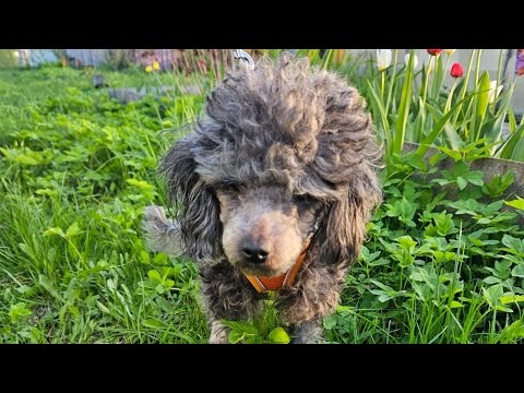 Видео: ВСЁ ТАЙНОЕ СТАНОВИТСЯ ЯВНЫМ!