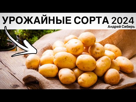 Видео: НОВЫЕ УРОЖАЙНЫЕ СОРТА КАРТОФЕЛЯ 2024. С НИМИ ВЫ НЕ ОСТАНЕТЕСЬ БЕЗ УРОЖАЯ!