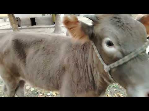 Видео: ☎️008225021 📞ДУ САР ГУНОЧИНИ КАРПАТИ ФУРУШИ БАРОЕ МОЛКАРДАН 