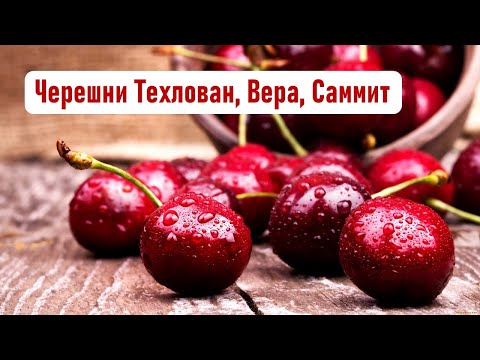 Видео: Крупные сорта черешни