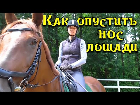 Видео: Как опустить лошади голову вниз?