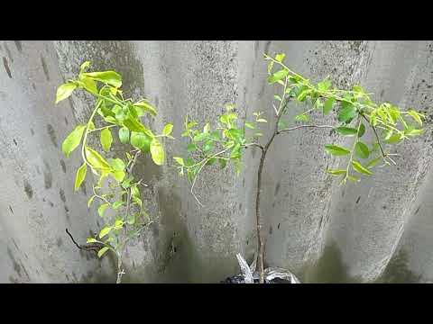 Видео: Посадил Зизифус(Унаби, Китайский финик)/Planted Ziziphus (Unabi, Chinese date)