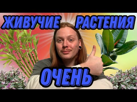 Видео: ТОП 10 КОМНАТНЫХ РАСТЕНИЙ ДЛЯ НАЧИНАЮЩИХ |САМЫЕ НЕПРИХОТЛИВЫЕ РАСТЕНИЯ