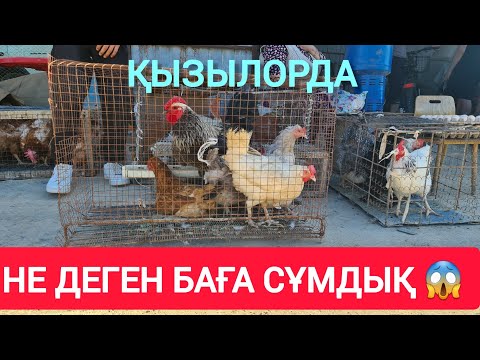 Видео: ҚЫЗЫЛОРДА АҚ ТӨРЕ БАЗАРЫ, ТАУЫҚ ИТ ИНДАУТКА ҚОЯН БАҒАЛАРЫ.