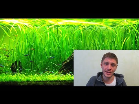 Видео: ВАЛЛИСНЕРИЯ!!!