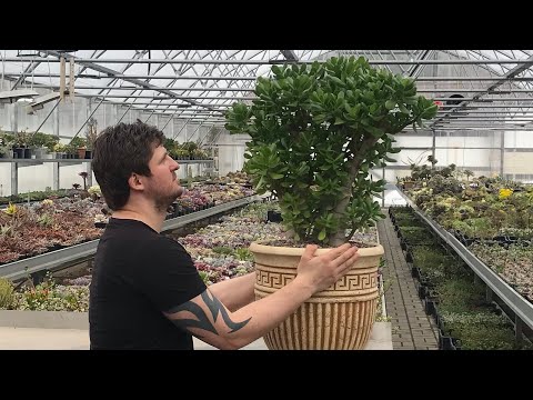 Видео: Как пересадить Крассулу овату денежное дерево Crassula ovata Jade tree