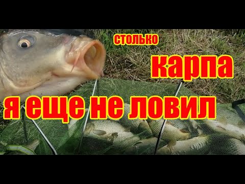 Видео: 60 килограмм карпа за 8 часов. Карп на платнике.