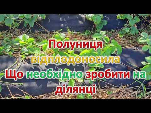 Видео: Полуниця відплодоносила.  Що необхідно зробити на ділянці