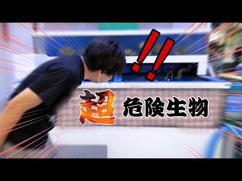 Видео: Я купил кучу сумасшедших рыбок в аквариуме на рынке.