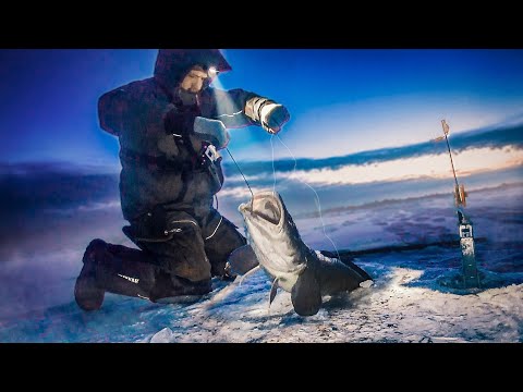 Видео: ДИНОЗАВРЫ НЕ ЛЕЗУТ В ЛУНКУ! РВУТ ЛЕСКИ! РЕЖУТ РУКИ! РЕКОРДЫ ЯКУТИИ