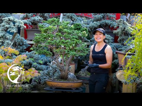 Видео: Возвращаясь к спасенному бонсай из хиноки.