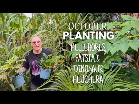 Видео: 137. Посадка растений для сезонного разнообразия в вашем тропическом саду