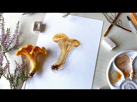 Видео: Рисуем грибы. Лисички акварелью 🍄🍄🍄