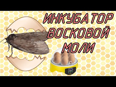 Видео: Как вывести восковую моль с нуля? Инкубатор для ПЖДВМ. Настойка огневка. Удачный опыт сбора личинок
