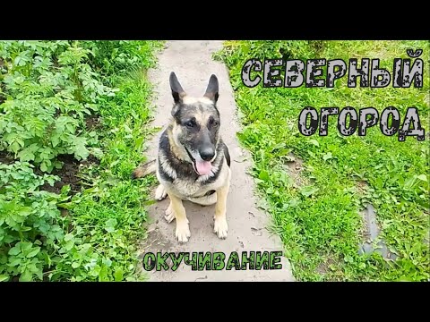 Видео: Северный огород ▻ Окучивание ▻ VLOG