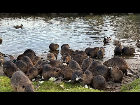 Видео: У каналі Slava відбувається прямий ефір.