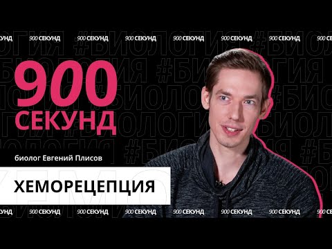 Видео: Все о том, как мы узнаем вкусы и запахи — за 900 секунд