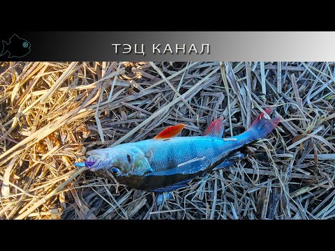 Видео: Сезон микрухи стартовал!