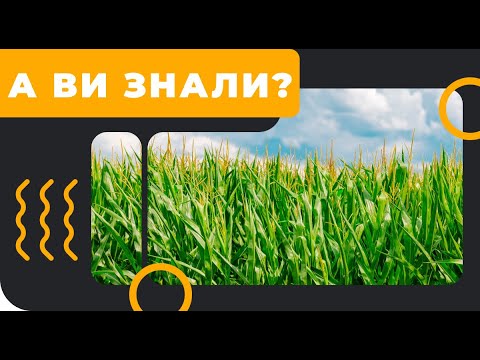 Видео: ⁉️ТОП 5 гербіцидів на кукурудзу в 2019 році!