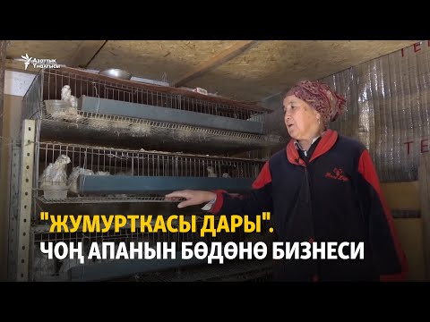 Видео: "Жумурткасы дары". Чоң апанын бөдөнө бизнеси