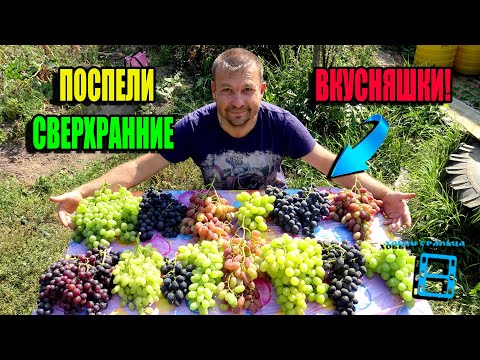 Видео: НАЧИНАЕМ КУШАТЬ СВЕРХРАННИЕ СОРТА ВИНОГРАДА. ОБЗОР СОРТОВ ВИНОГРАДА. СЕВЕРНЫЙ ВИНОГРАДНИК 23-31