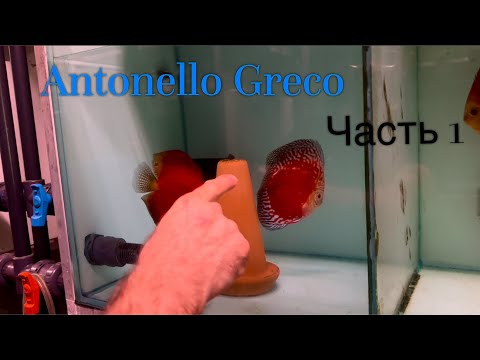 Видео: Antonello Greco. Часть 1