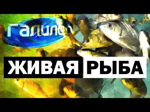 Видео: Галилео. Живая рыба 🐟 Fish