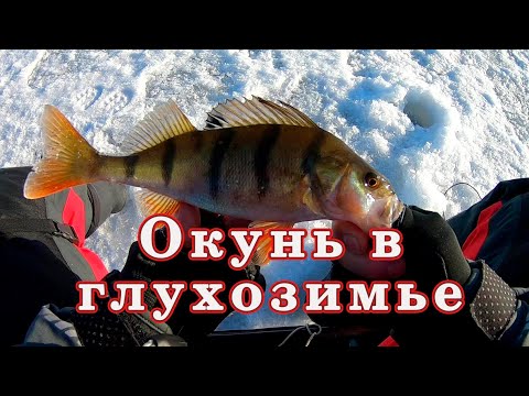 Видео: КАК ? Ловля окуня зимой в ГЛУХОЗИМЬЕ! Самая простая снасть!