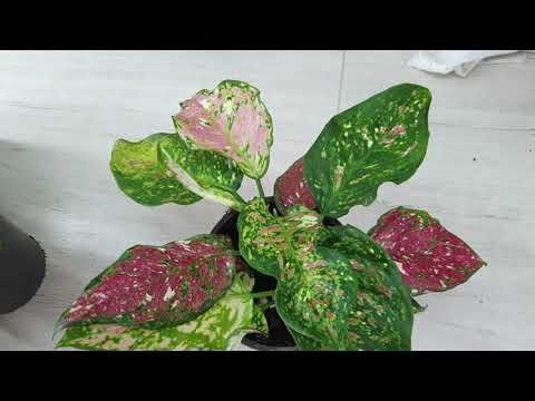 Видео: Новое поступление 15 сентября 2021г.Голландская аниамини три колор.