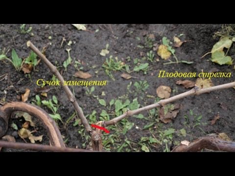 Видео: @Обрезка винограда