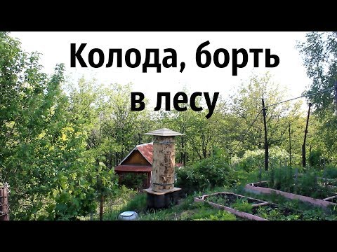 Видео: Как я пчёл завёл: обзор колод + заселение