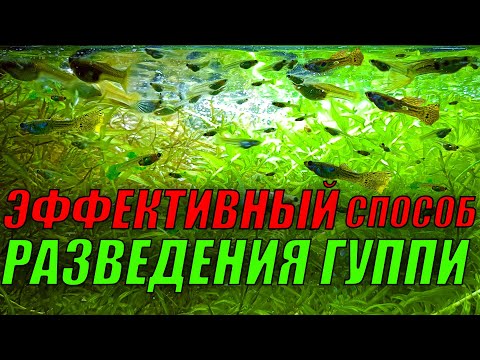 Видео: Самый эффективный способ разведения гуппи в домашних условиях!