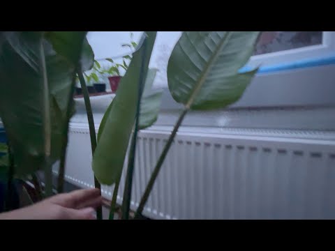 Видео: Наконец то устанавливаем радиаторы  и небольшие изменения в теплице. #plants  #garden  #растение