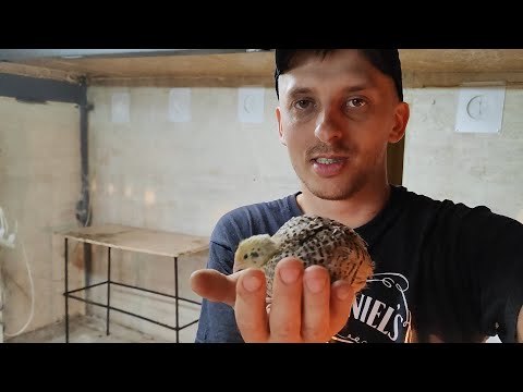 Видео: Вес бройлера в 14 дней / Новая порода перепёлок