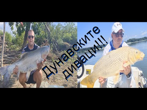 Видео: Риболов на диви шарани и амури на р. Дунав ! Danube carp fishing !!!