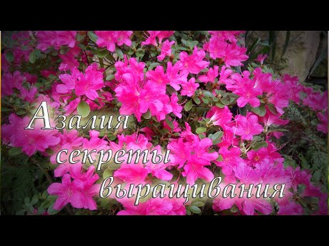 Видео: Азалия - секреты выращивания