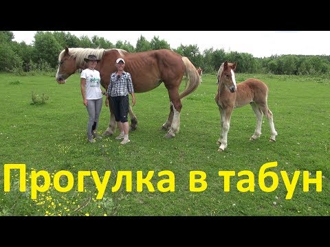 Видео: Прогулка в табун