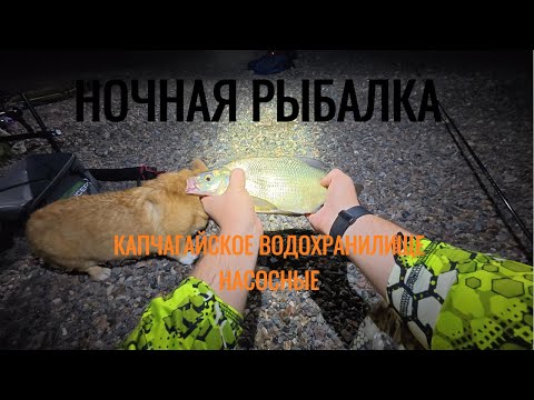Видео: Ночная рыбалка на насосных . Капчагайское водохранилище.