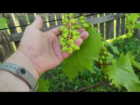 Видео: Состояние виноградника на 1 августа 2025г Беларусь. (Житковичи)