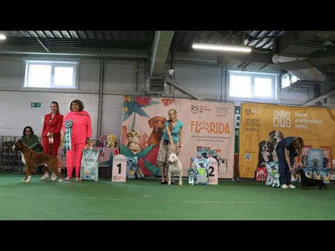 Видео: 16.08.2025, СПб. Клуб "Кентавр-2" (РКФ, РФСС). Выставка собак всех пород "КУБОК ПЕТРА" (CAC, ЧФ)