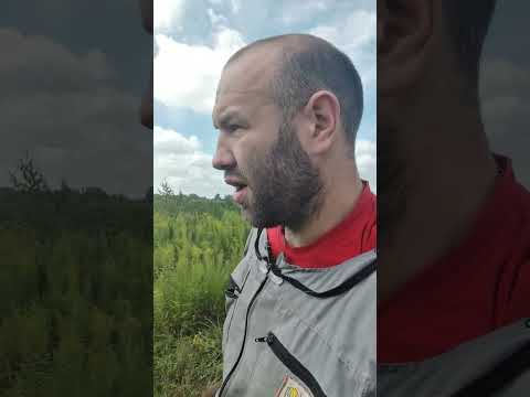 Видео: Пчелы на Золотарнике