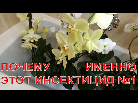 Видео: У орхидеи будет 50 цветков , если уничтожить вредителей. Инсектицид №1для орхидей.